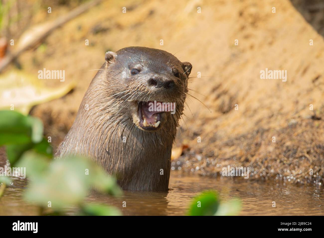 Neotropical Lontra di fiume (Lontra longicaudis) Foto Stock