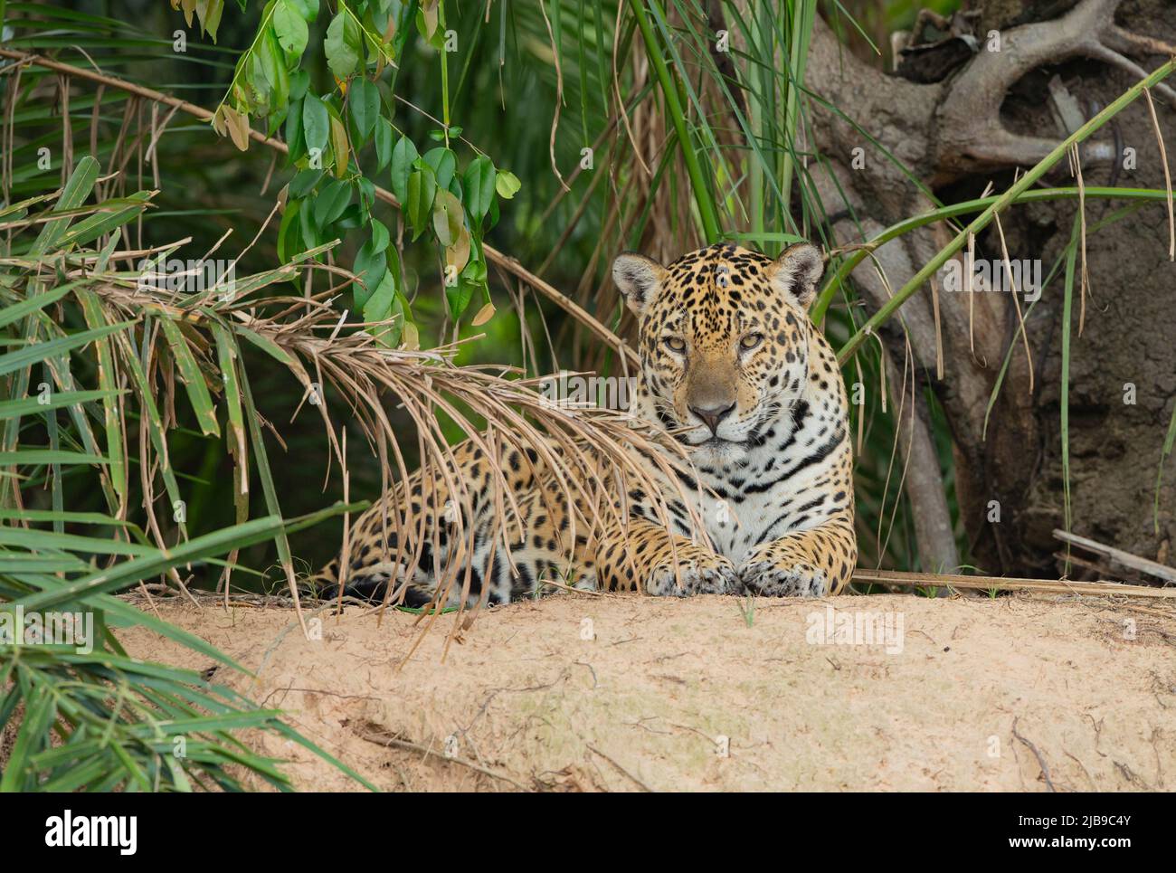 Giaguaro (Panthera onca) che riposa sulla riva del fiume Foto Stock