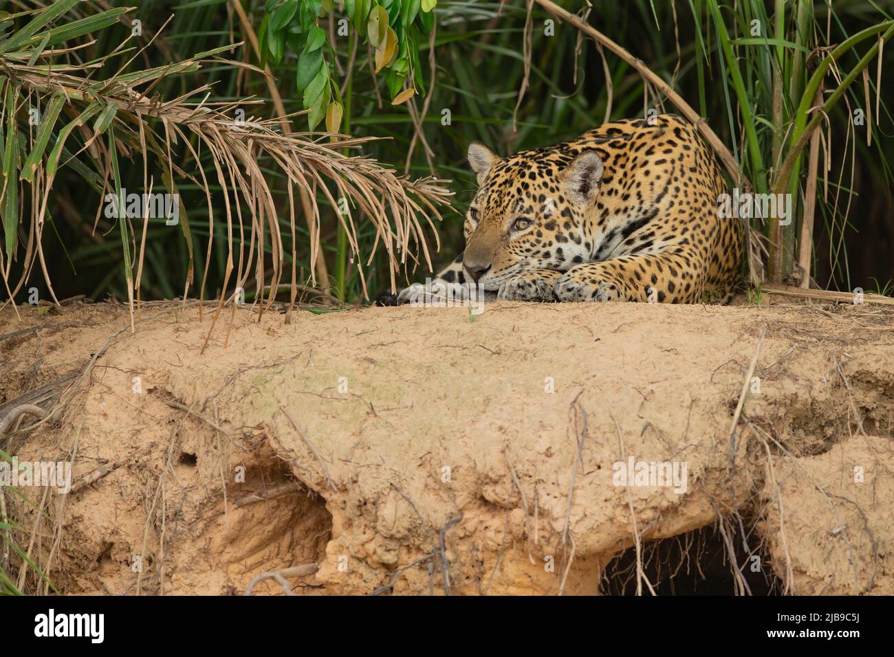 Giaguaro (Panthera onca) che riposa sulla riva del fiume Foto Stock