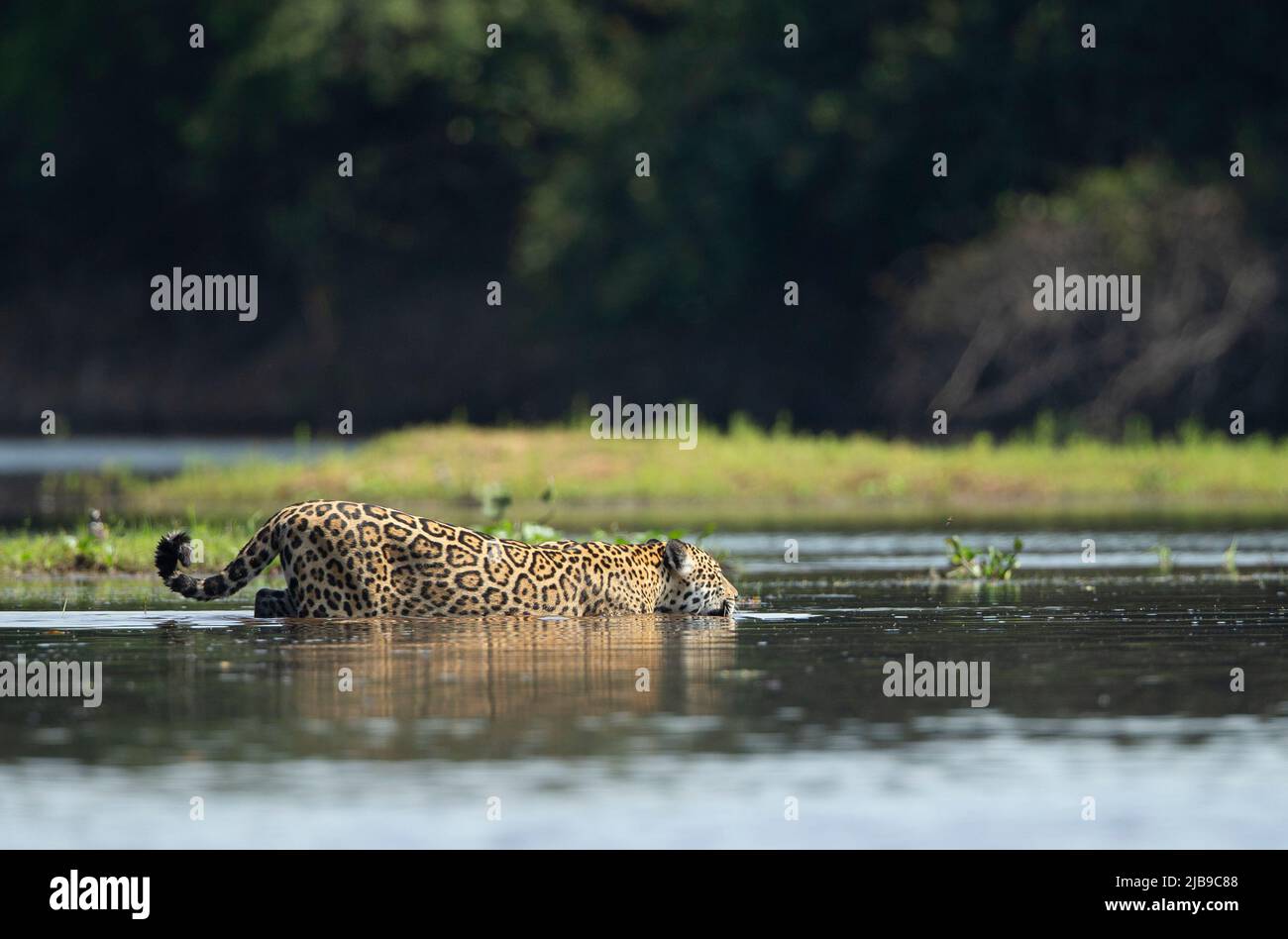 Jaguar (Panthera onca) attraversando un fiume Foto Stock