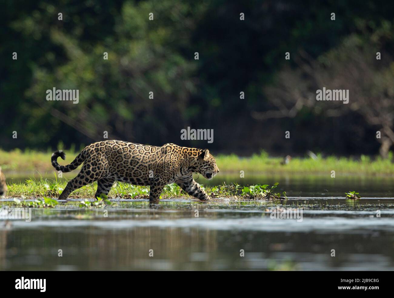 Jaguar (Panthera onca) attraversando un fiume Foto Stock