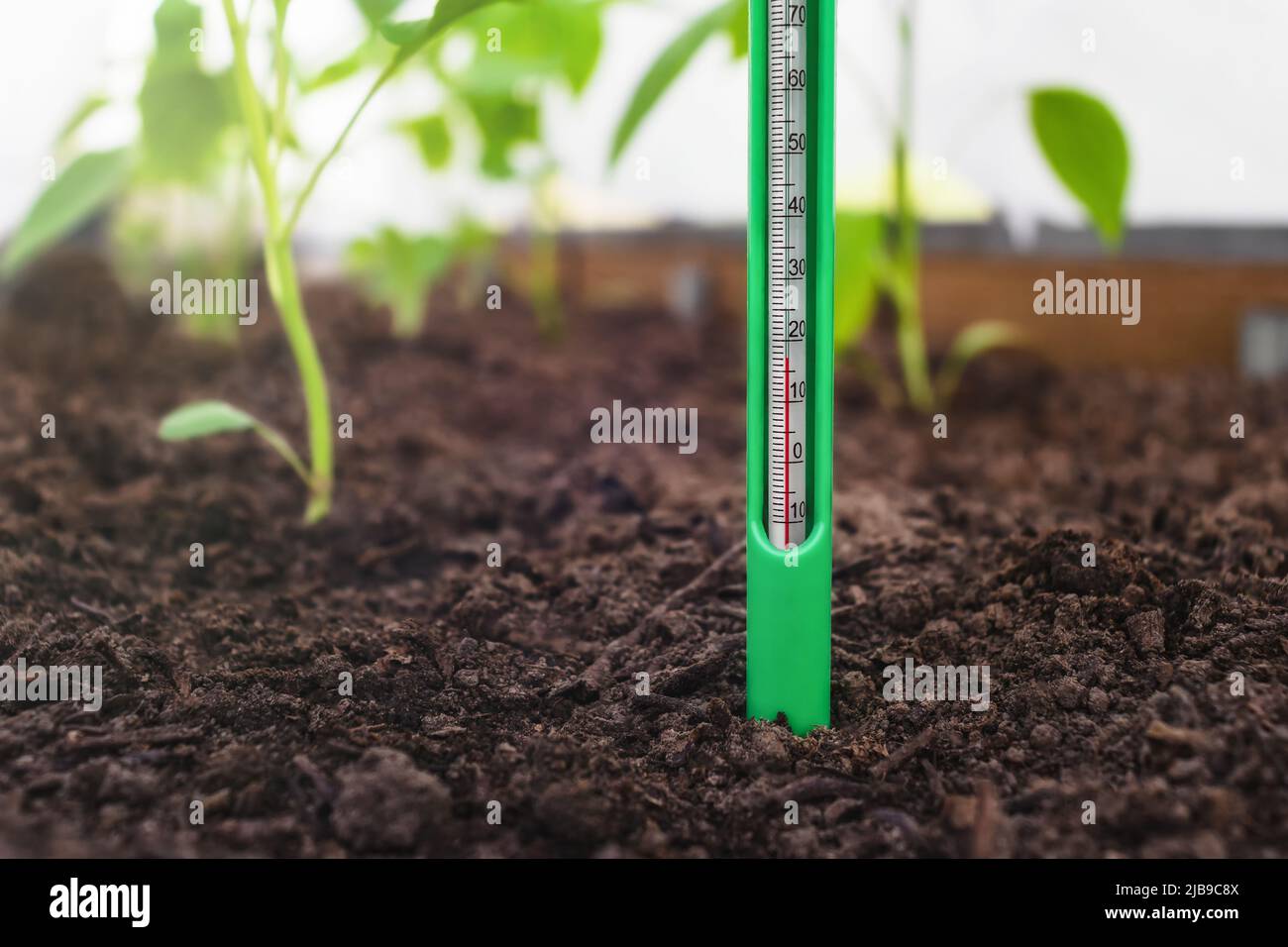 Misurazione della temperatura del suolo in un letto con piantine di pepe. Controllo di clima per coltivare vegetali Foto Stock