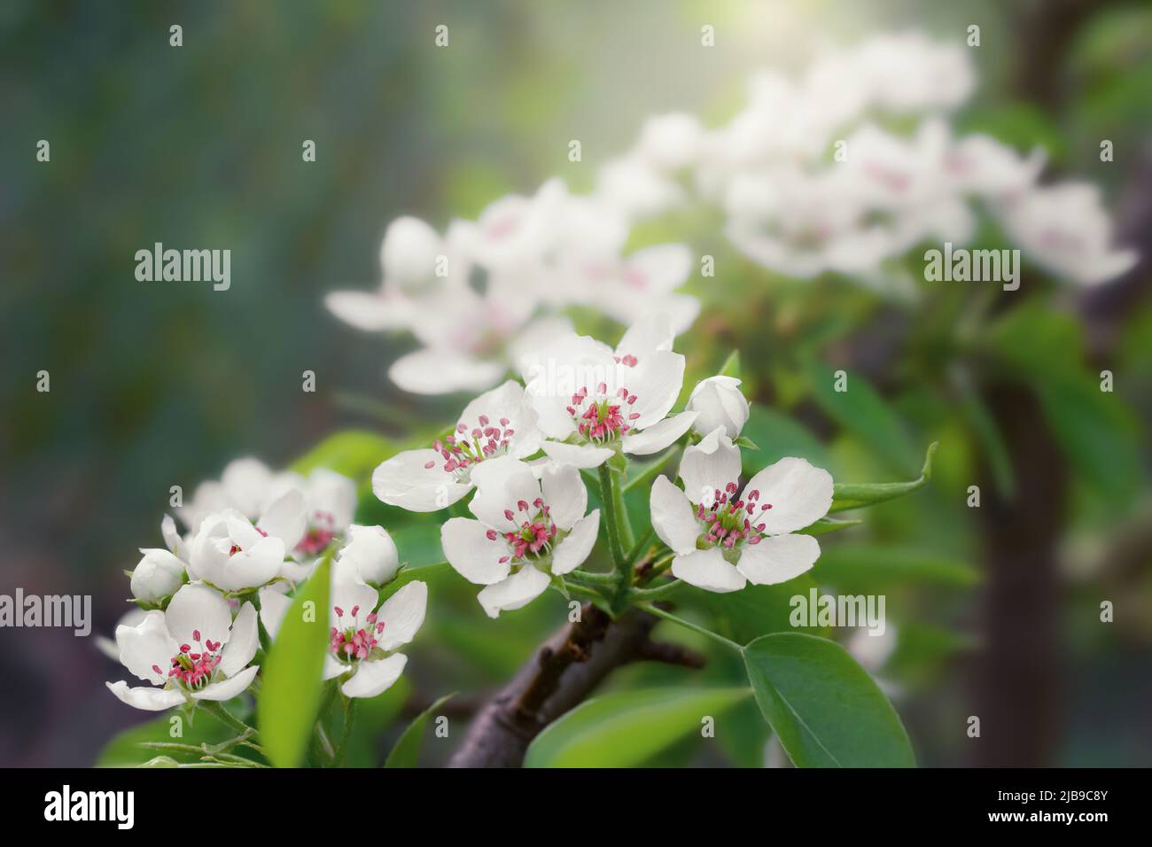 Fioritura lussureggiante di un albero di pera in una giornata di primavera al sole Foto Stock