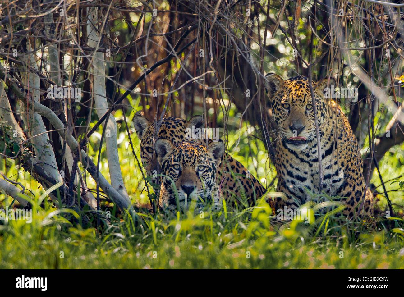 La famiglia Jaguar (Panthera onca) si riposa in cespugli guardando la telecamera Foto Stock