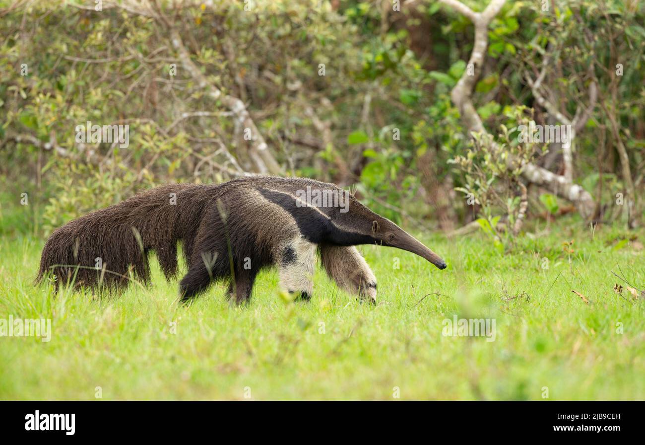 Giant Anteater (Myrmecophaga tridactyla) Foto Stock