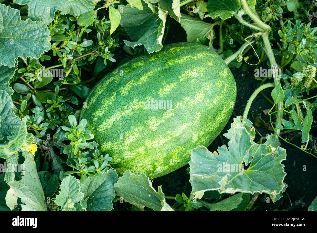 L'anguria a strisce cresce sui meloni, in erba verde. L'anguria matura a strisce verdi matura matura in un letto da giardino. Foto Stock