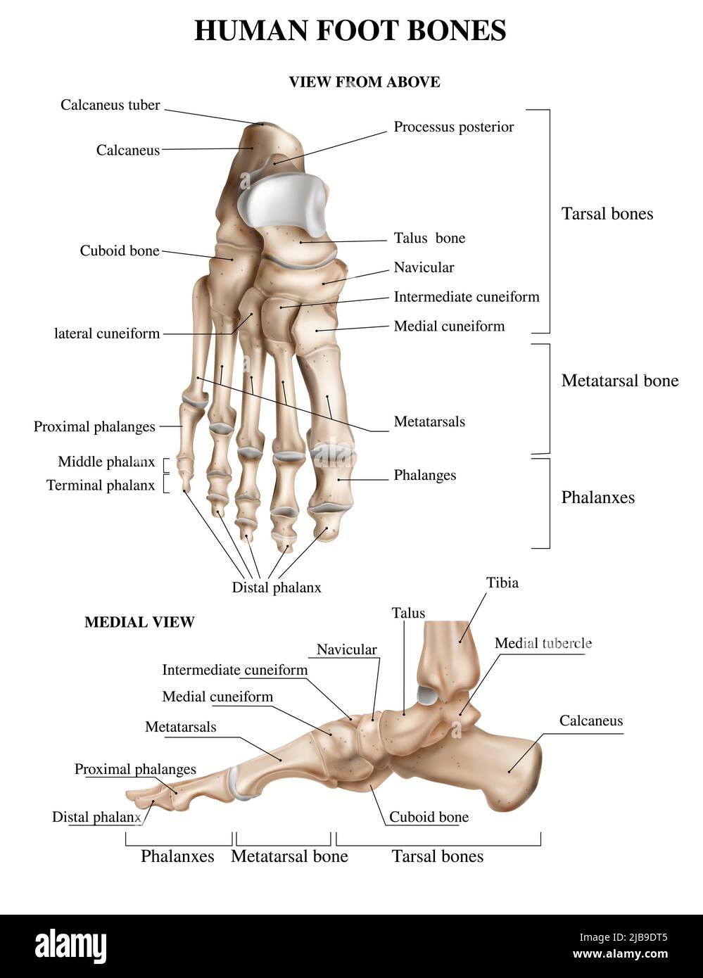 Composizione anatomica realistica delle ossa del piede con vista frontale e laterale del gradino del piede umano con didascalie di testo illustrazione vettoriale Illustrazione Vettoriale