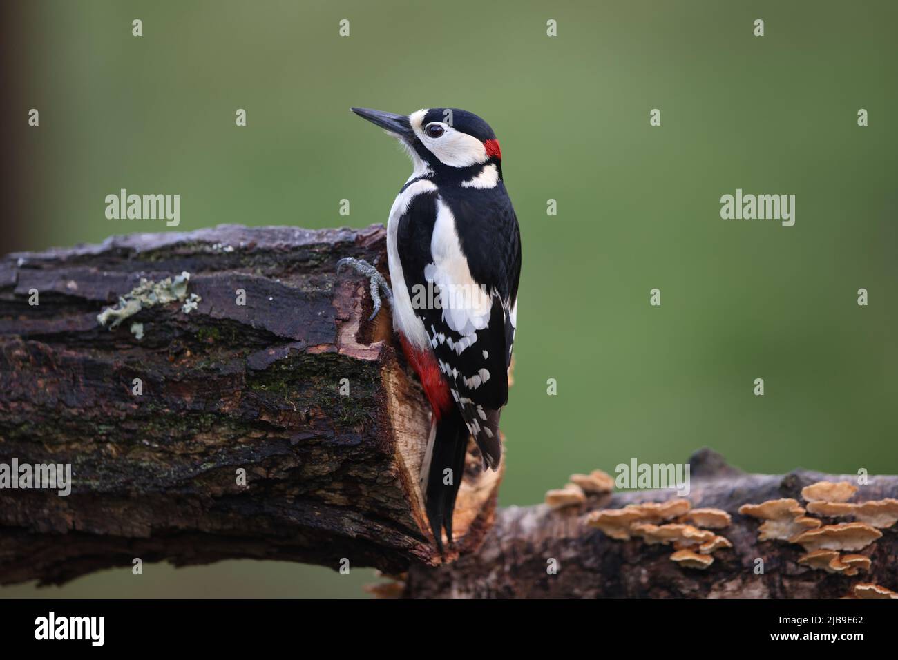 Il picchio rosso maggiore è di medie dimensioni con un picchio pied piumaggio bianco e nero e una macchia rossa sul basso ventre. Foto Stock