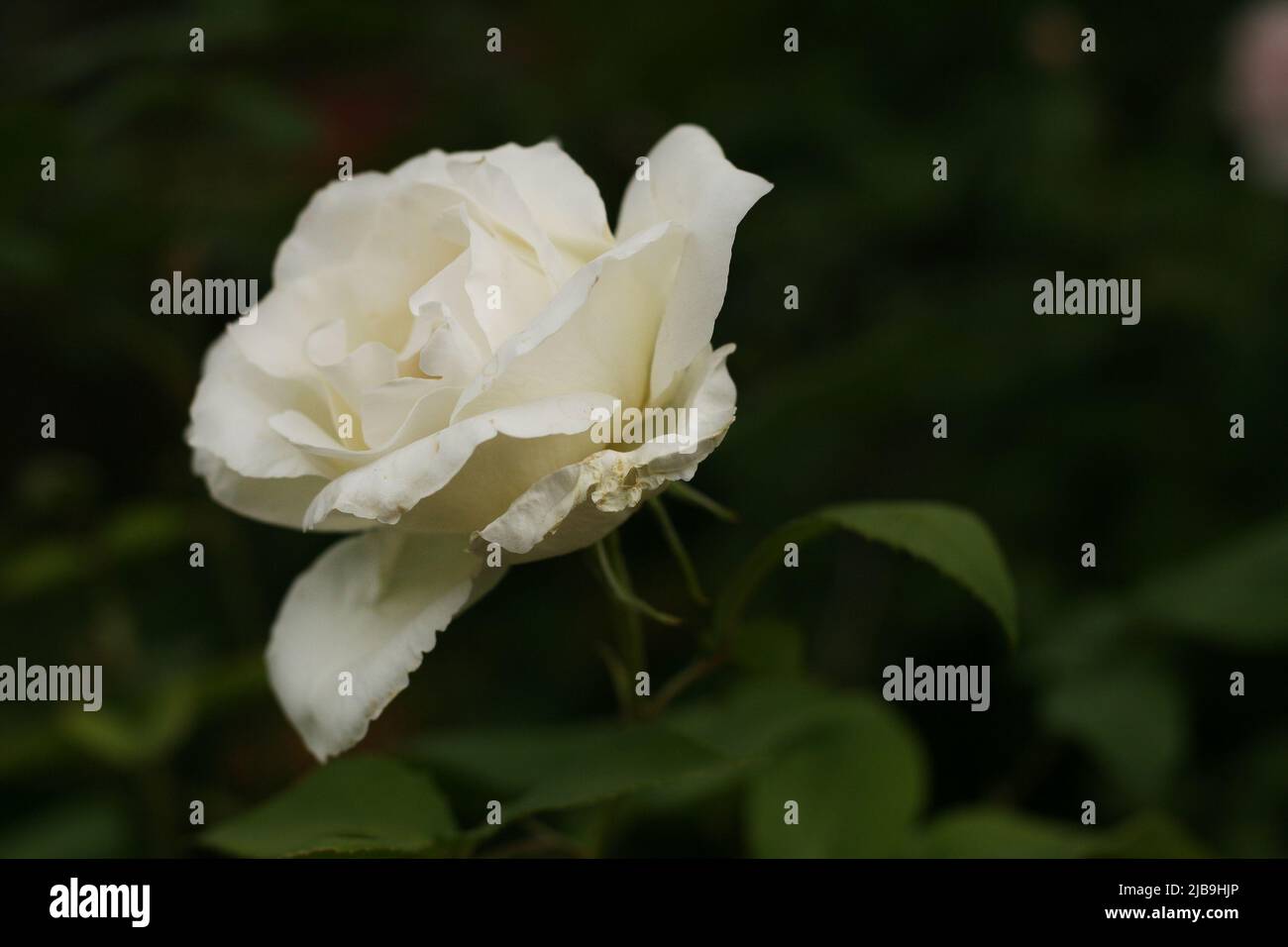 rosa bianca e foglie verdi su sfondo bianco e grigio Foto Stock