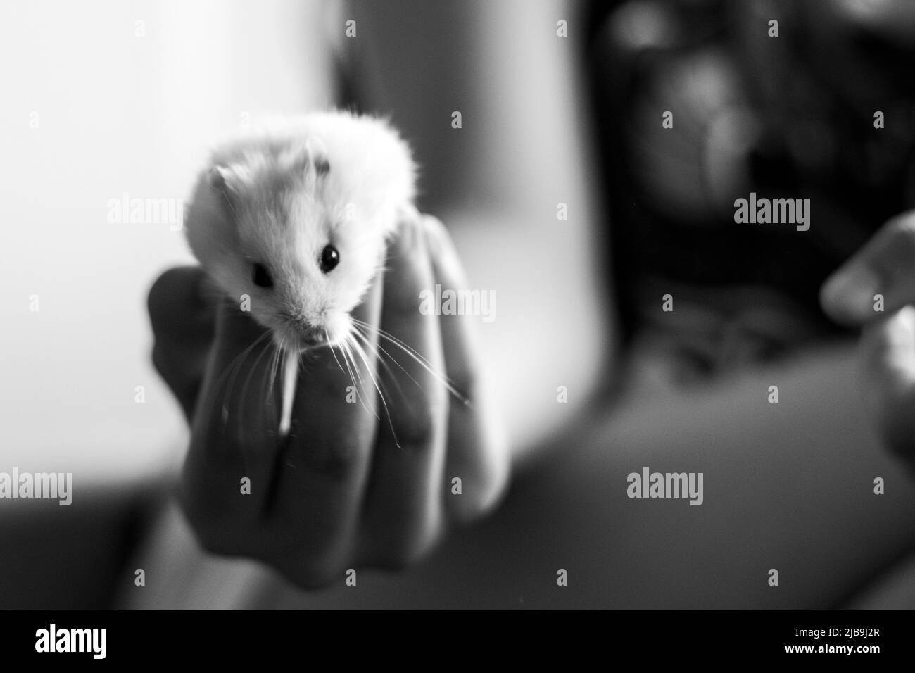Bambini che maneggiano un piccolo animale, criceto russo bianco. Giocare con criceto, fotografia in bianco e nero, ritratto criceto. Foto Stock