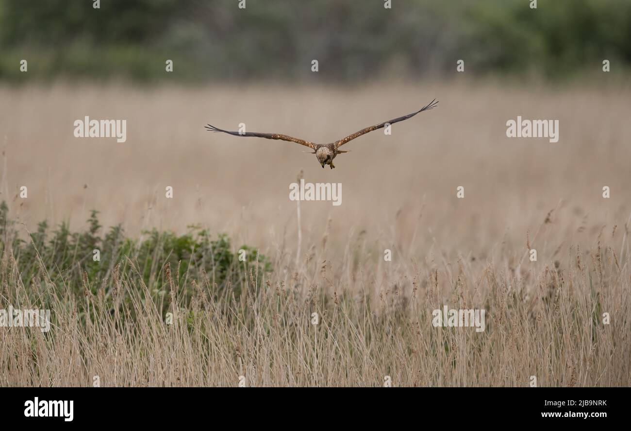 Marsh Harrier (Circus aeruginosus) Flying Low su un letto di cedro Foto Stock