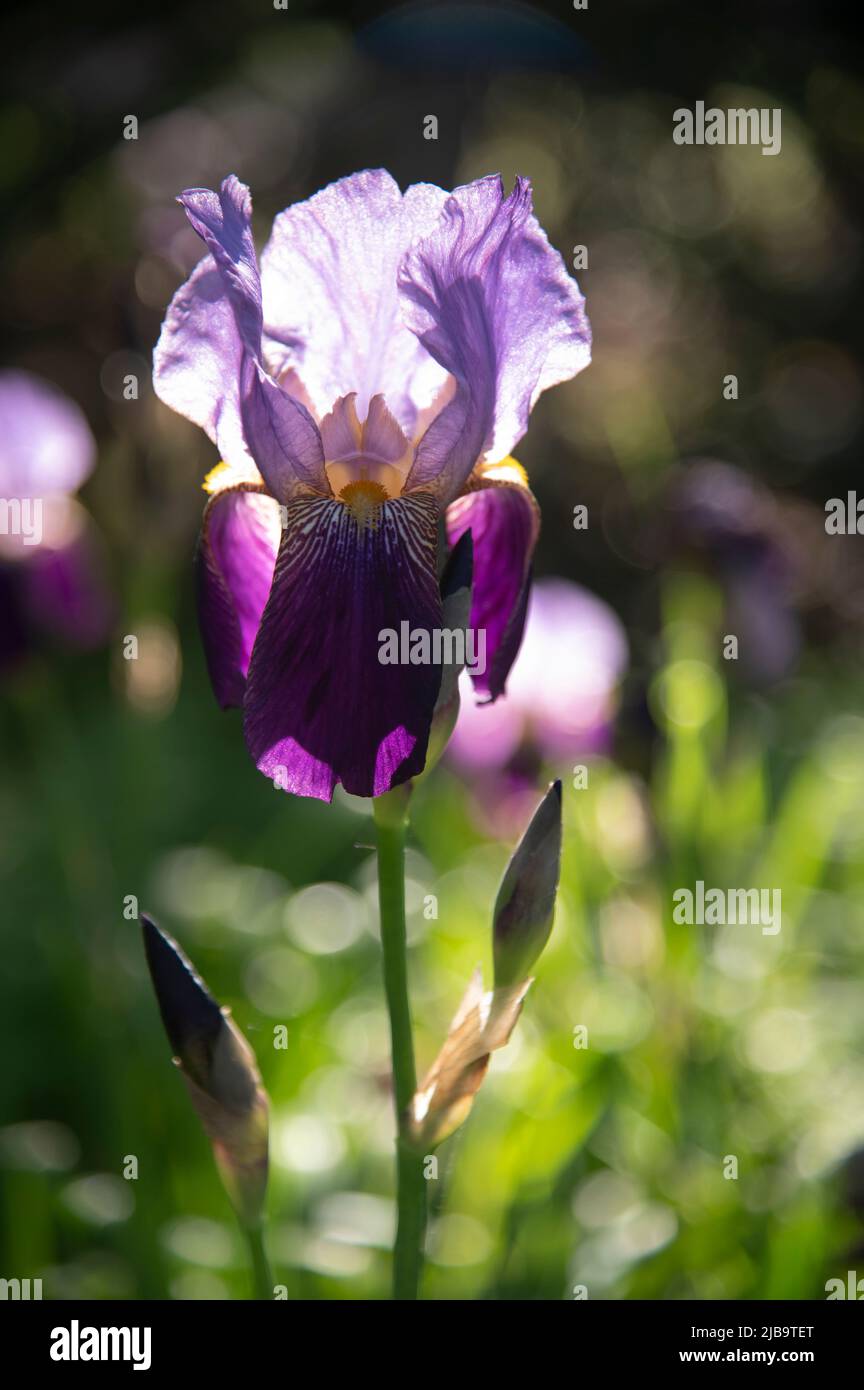 Un Iris che cresce in un giardino di Cape Cod. Dennis, Massachusetts, Stati Uniti Foto Stock