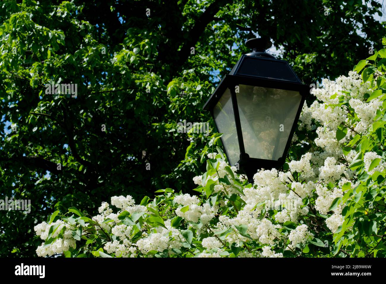 Lanterna primavera decorazione lampada fuoco luce parco lilla fiore giardino, per i fiori oscurità in accogliente per il giardinaggio ranches, lilla matsuri. Petali prunus Foto Stock