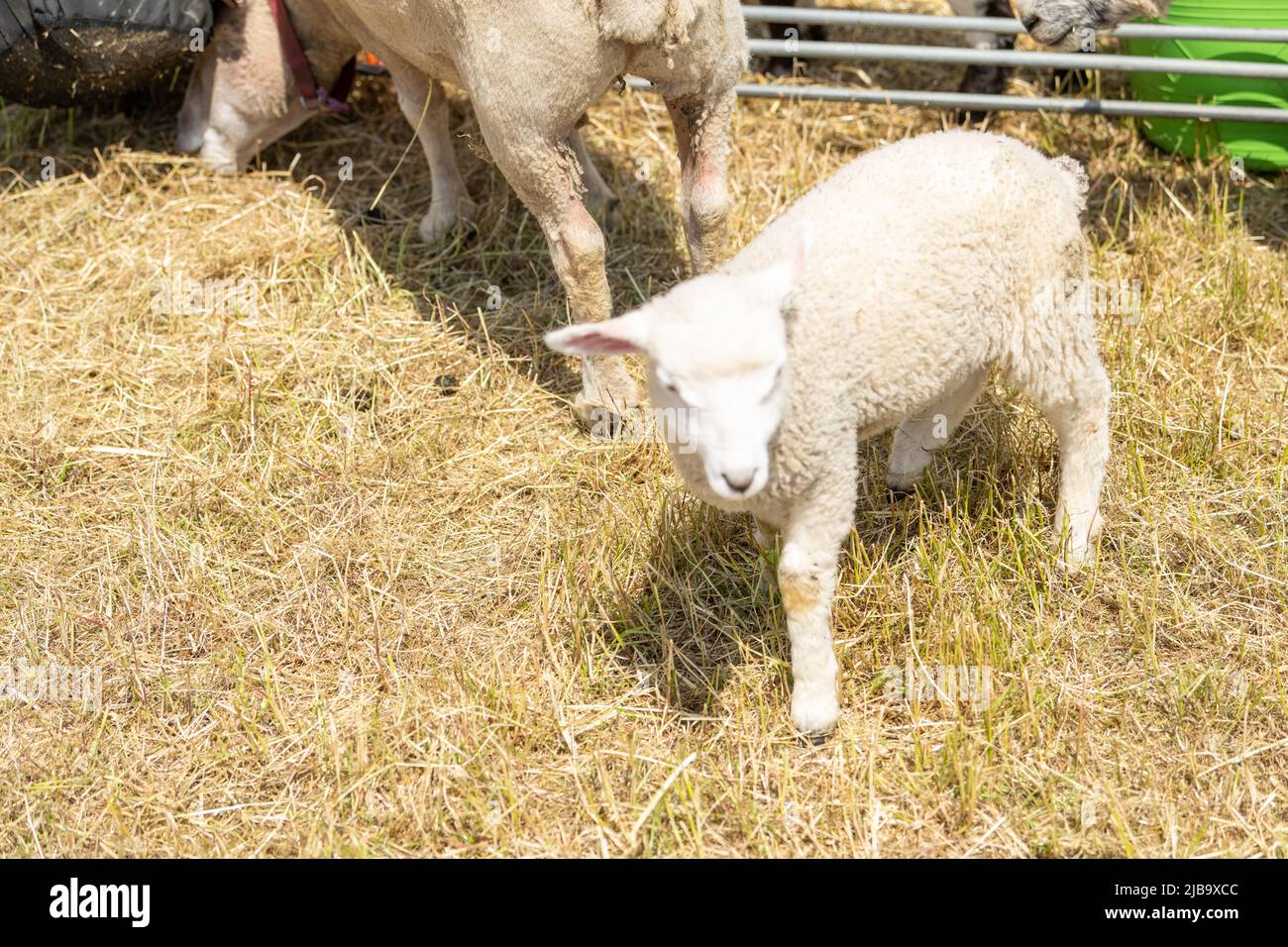 Brentwood Essex 4th Giugno 2022 Essex County Show, Brentwood Essex Credit: Ian Davidson/Alamy Live News Foto Stock