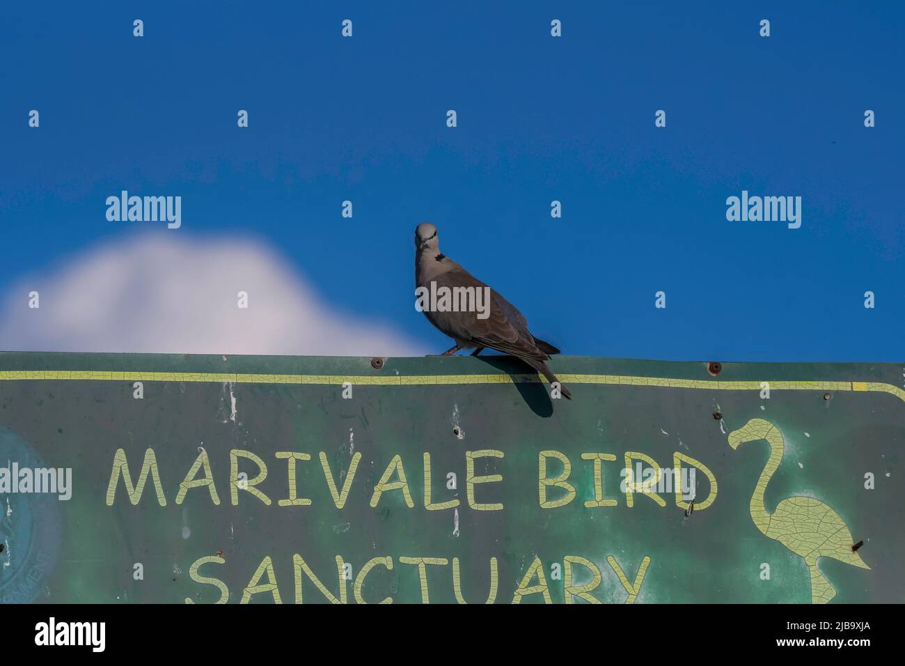 Marievale santuario degli uccelli in Nigel Gauteng Sud Africa Foto Stock