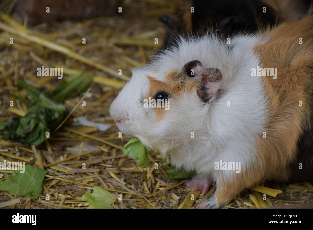 Animali da compagnia carino di maiale della Guinea utilizzati per esperimenti scientifici Africa Foto Stock