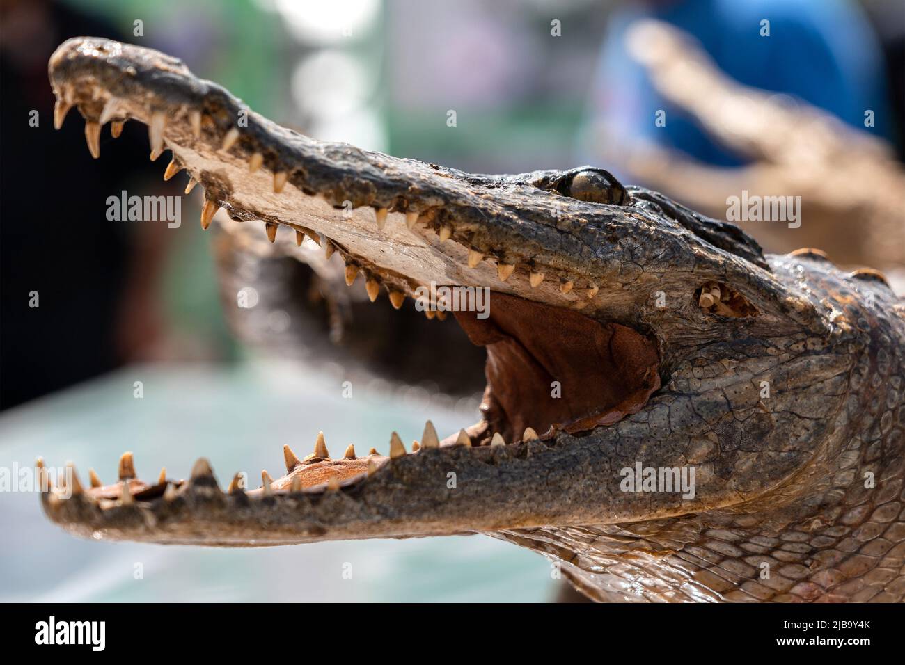 Napoli, Italia. 04th giugno 2022. Il 4 giugno 2022, in Piazza Plebiscito a Napoli, si è celebrato il 208th° anniversario della Fondazione arma con diversi stand, mezzi storici e moderni dell'arma. Nelle tribune le scene finte del crimine, le armi di guerra per scopi educativi ed elementi per le indagini. Credit: Independent Photo Agency/Alamy Live News Foto Stock