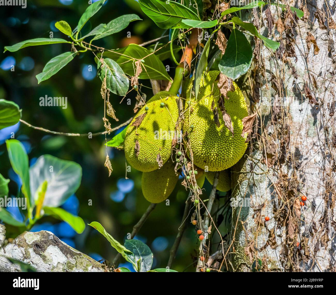 Frutto biologico Jackfruit o jack frutta appesa all'albero Kerala Foto Stock