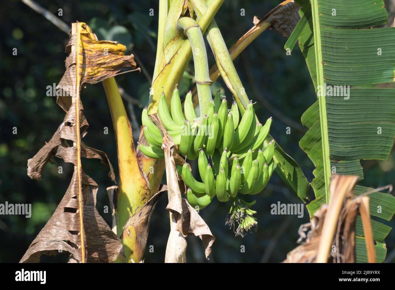 Mazzo di frutta biologica e fresca alla banana appeso su albero di banana in panzione Foto Stock