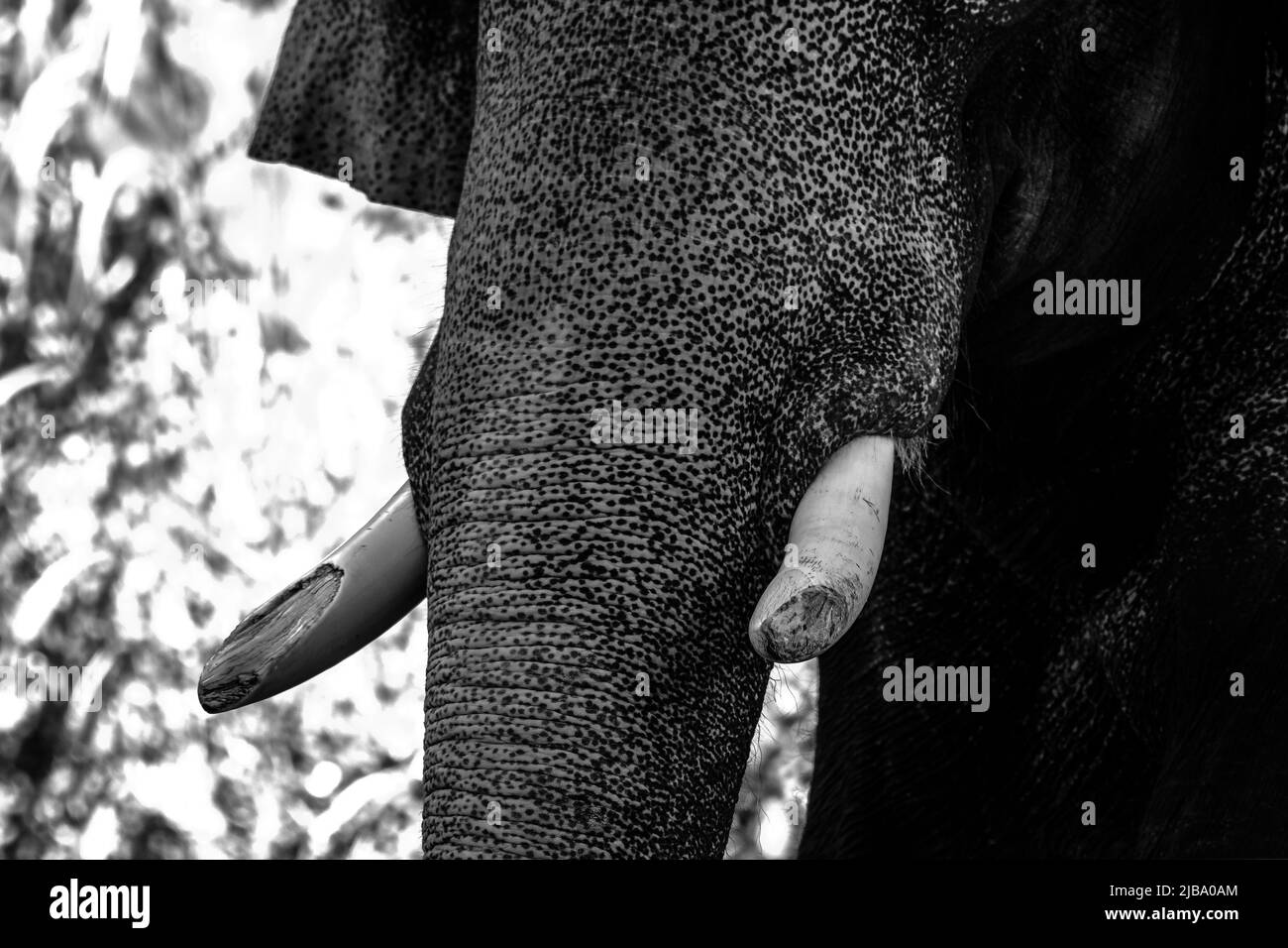 Primo piano di un elefante prigioniero indiano o asiatico in Kerala India Foto Stock