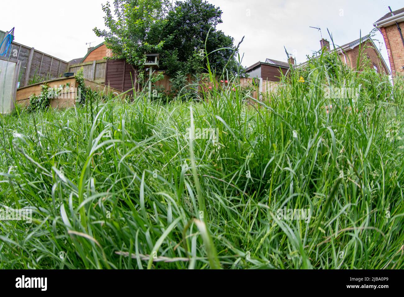 No Mow May Lawn Foto Stock