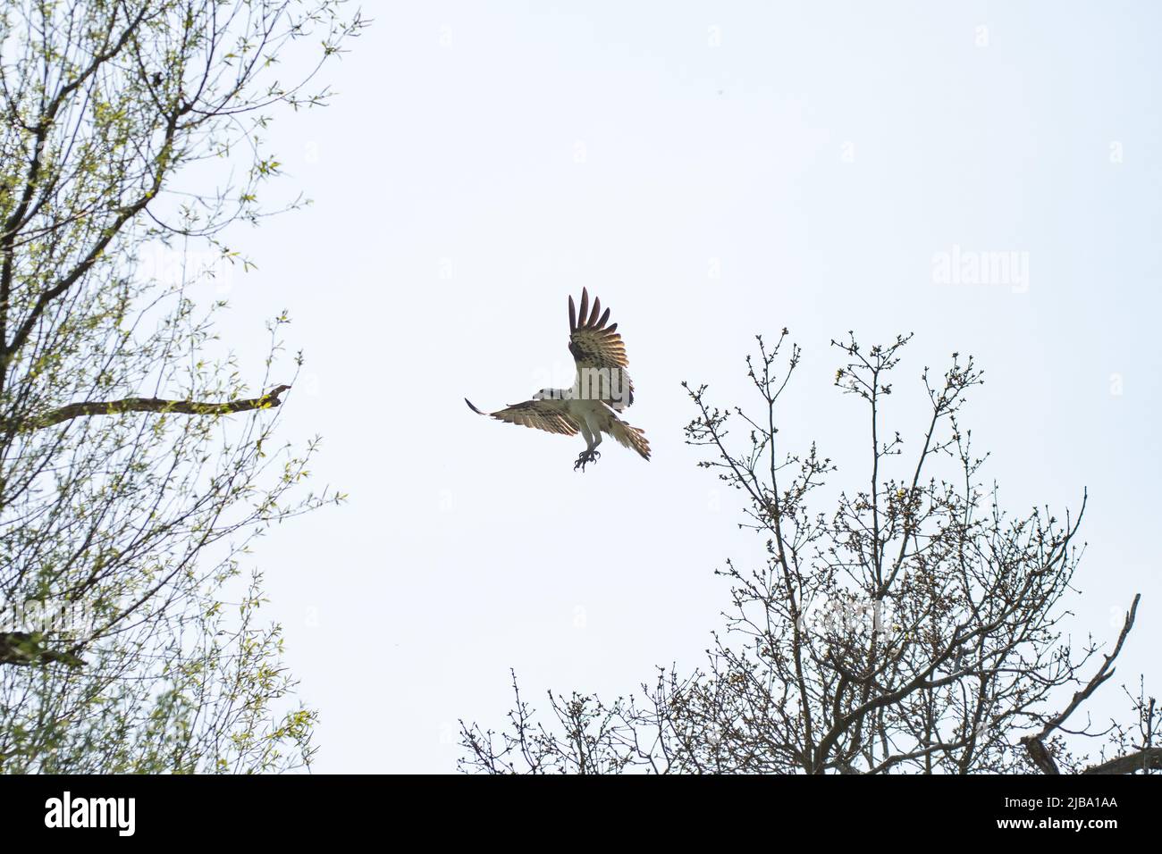 osprey atterraggio in un albero Foto Stock
