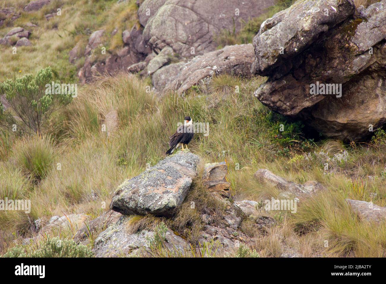Noto uccello con carcara all'aperto a Rio de Janeiro Brasile. Foto Stock