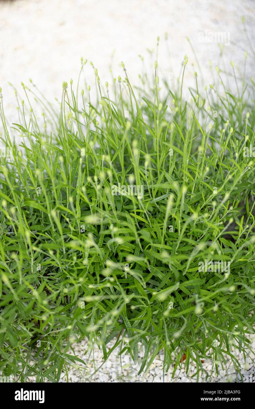Cespugli di lavanda in crescita Foto Stock
