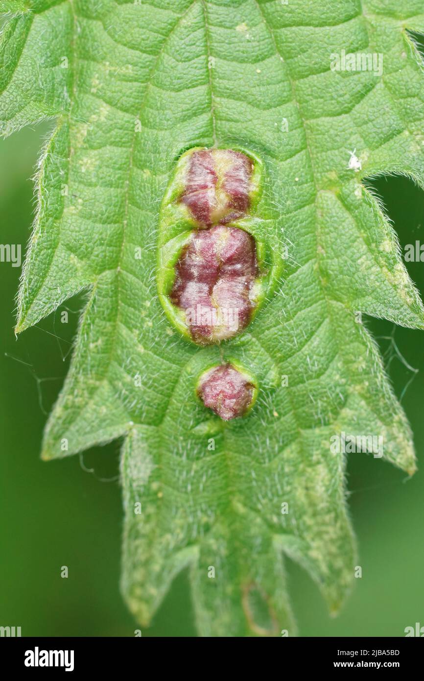 Closeup verticale su un midge di gall o gnat della mosca di gall della sacca di ortica, Dasineura urticae, su una foglia di ortica comune, Urtica diotia Foto Stock