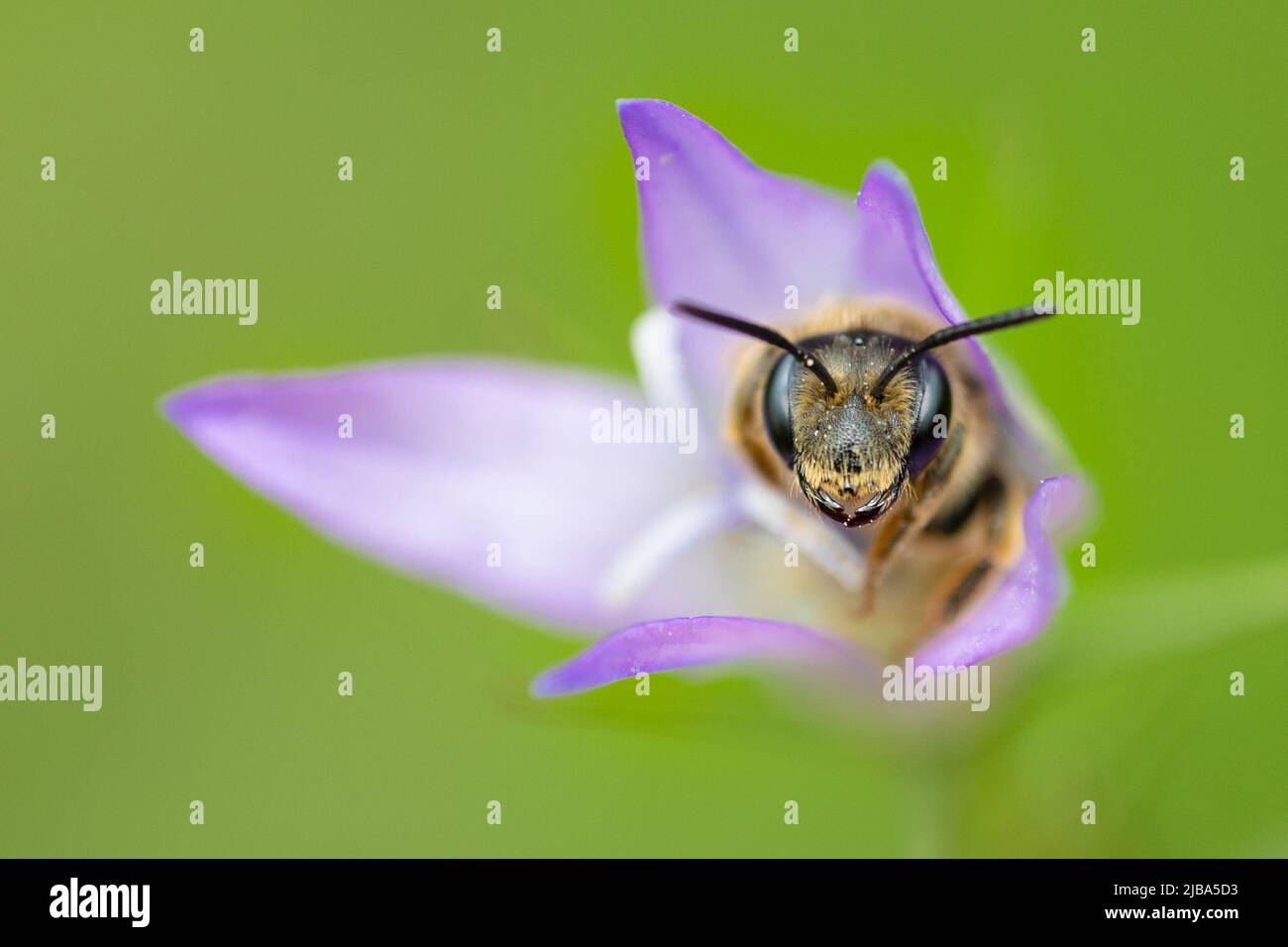 Ritratto chiuso di un'ape che riposa in un fiore di campanula Foto Stock