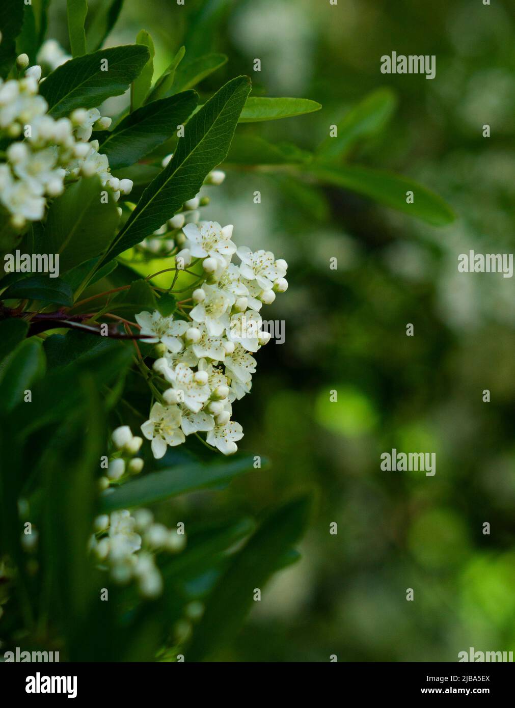 Profilo laterale di un fiore di coccinea Pyracantha Foto Stock