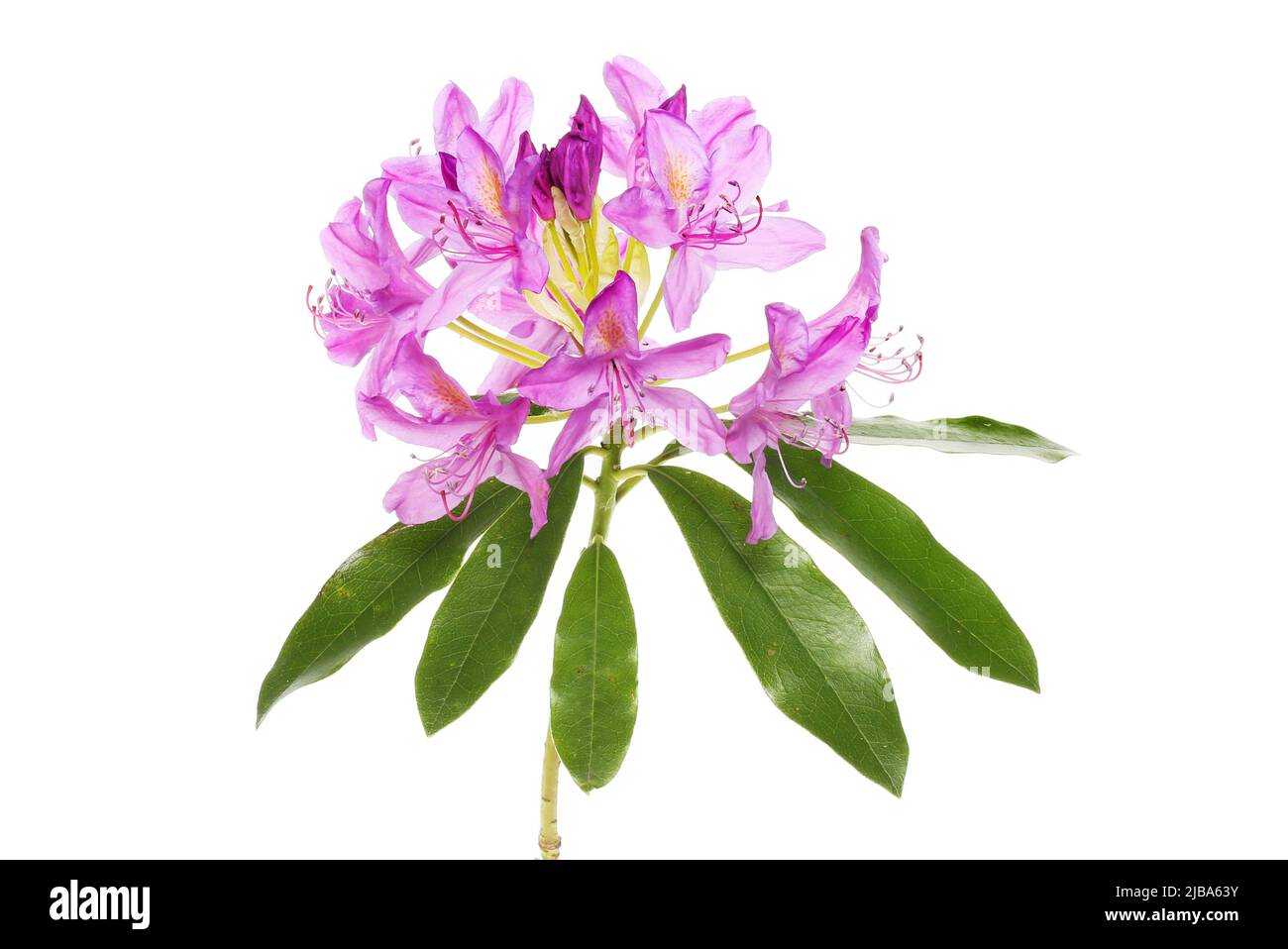 Rhododendron ponticum fiori e fogliame isolata contro bianco Foto Stock