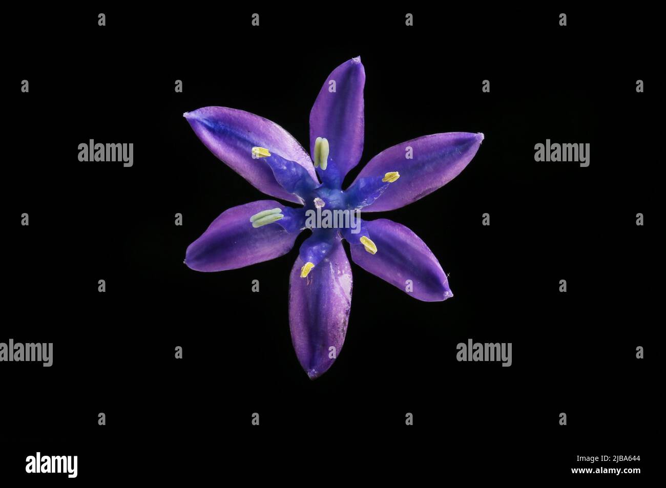 Fiore di scilla individuale isolato contro nero Foto Stock