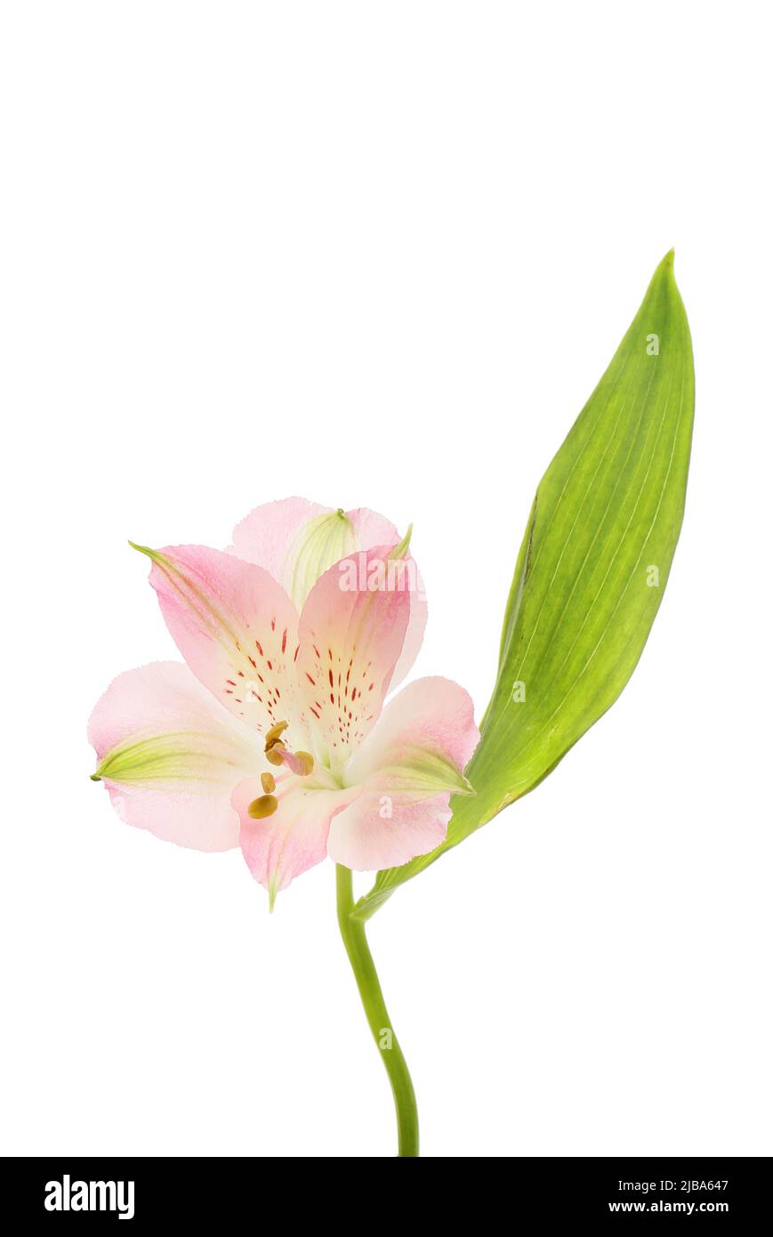 Alstroemeria singolo fiore foglia e isolata contro bianco Foto Stock