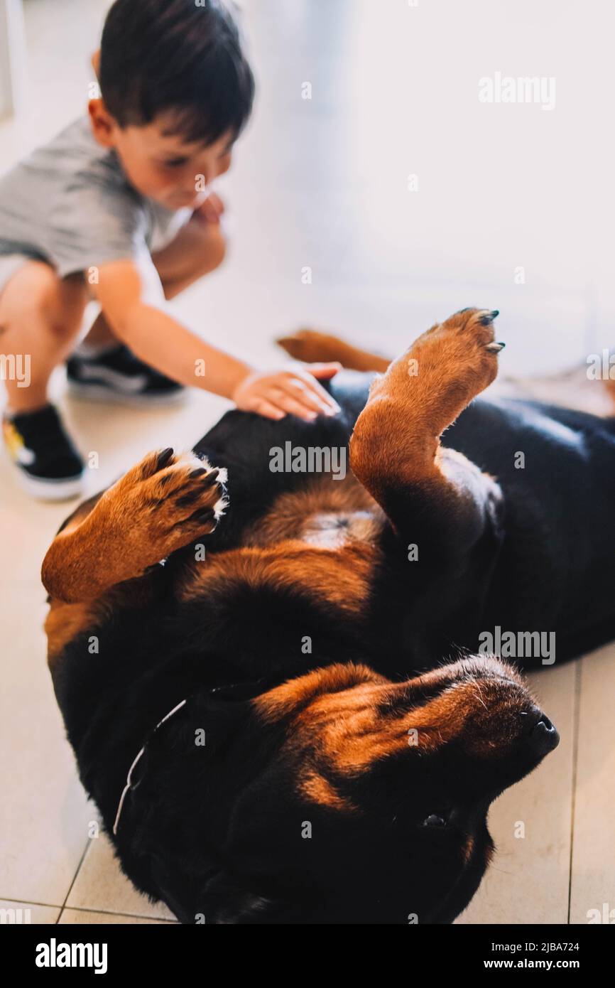 Ragazzino che gioca con un cane da marciatore Foto Stock