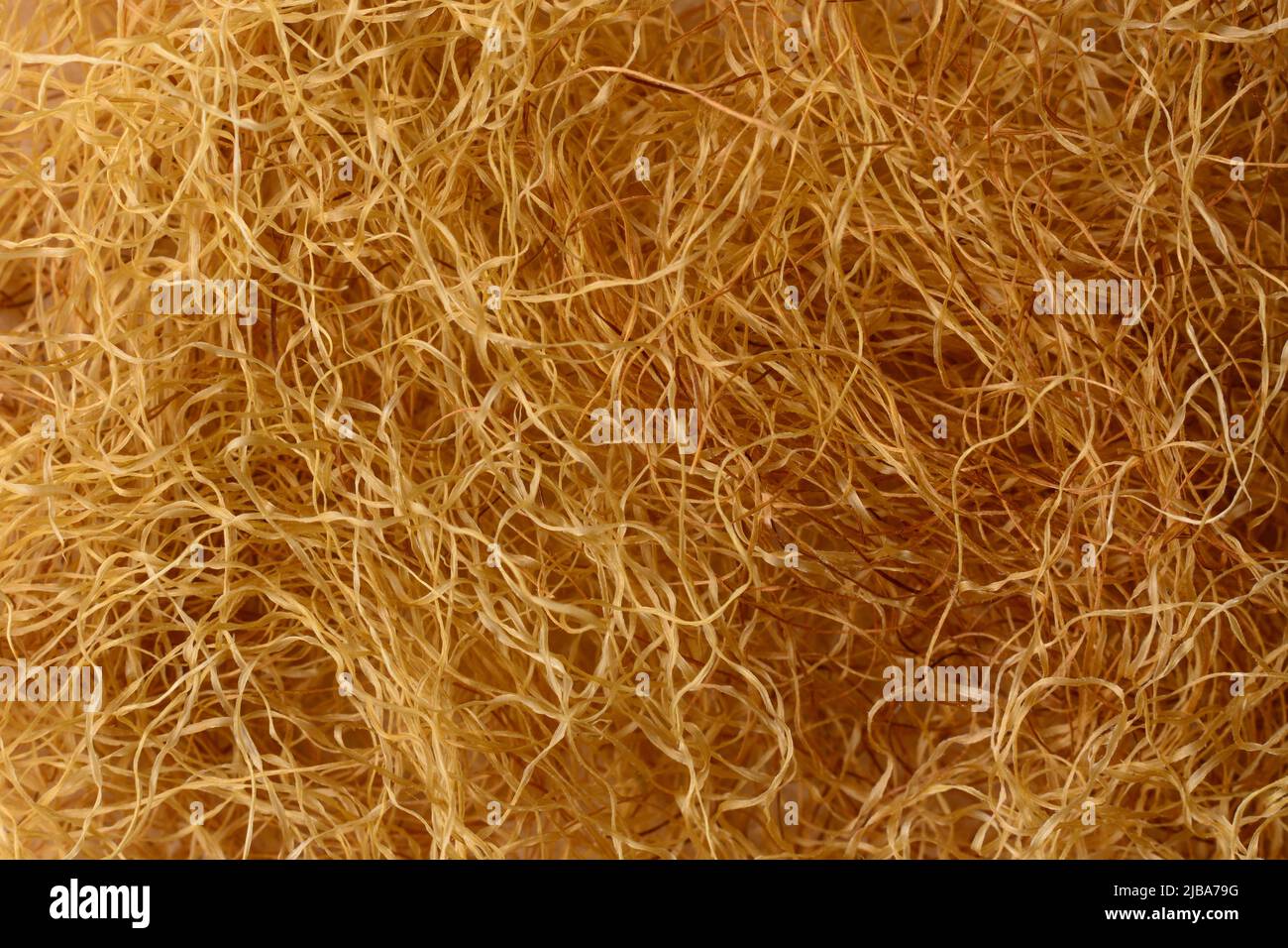 seta di mais fatta da stigmas, stigma maydis, filo giallo naturale come fibre di filamenti usati come medicina di erbe, texture di fondo, macro Foto Stock