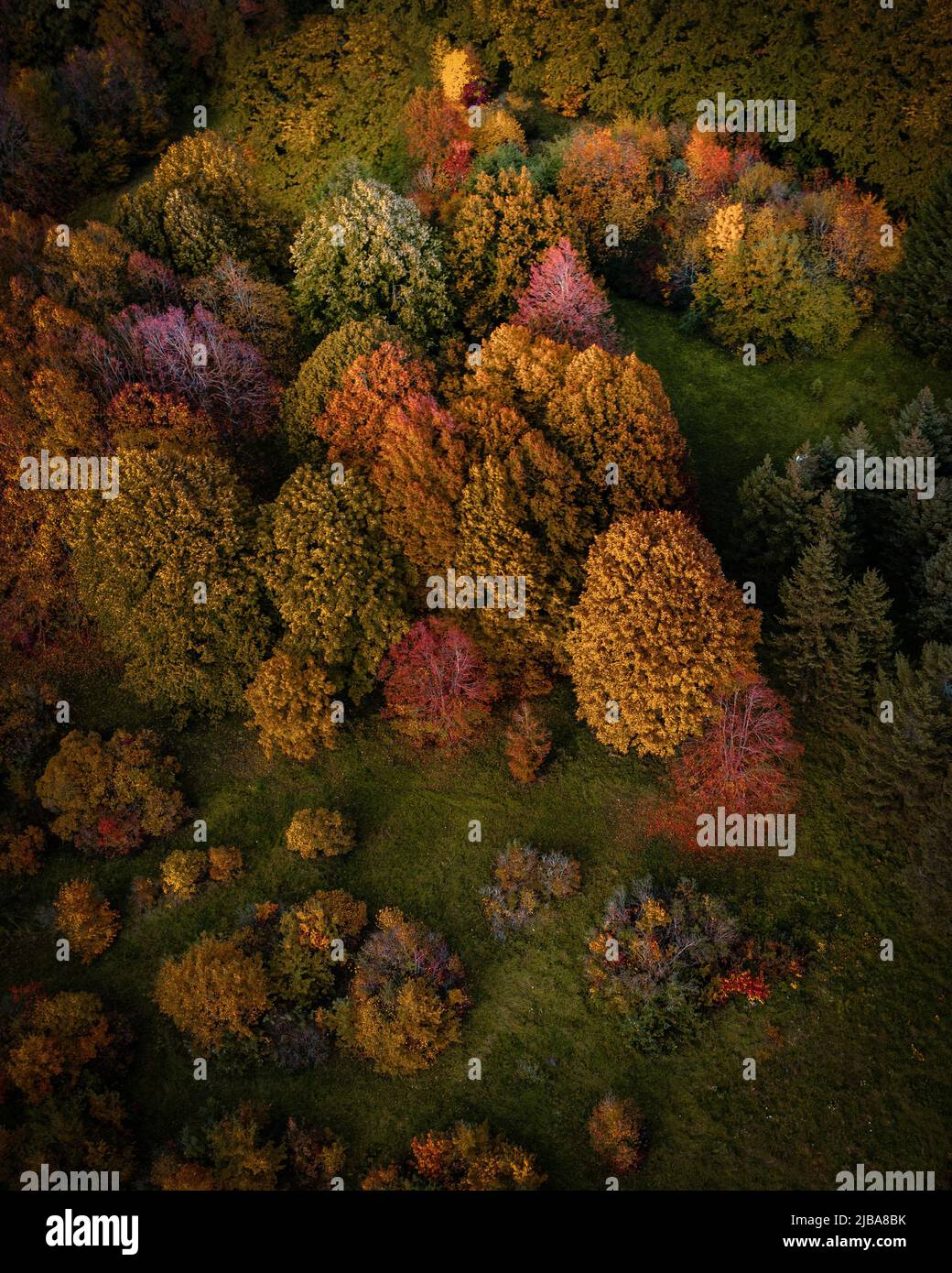Alberi della foresta autunnale in colori multicolore. Vista drone Foto Stock