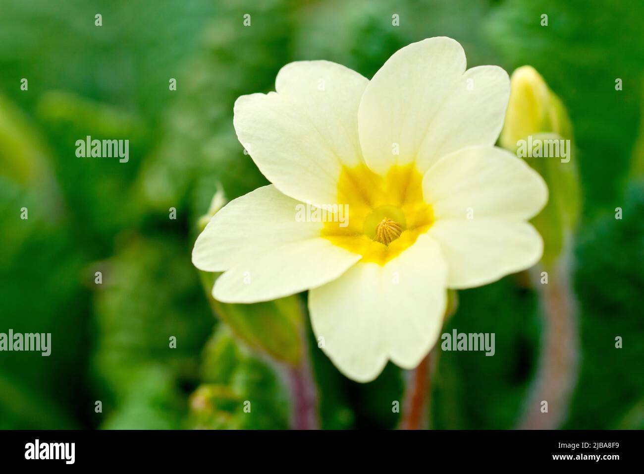 Primula (primula vulgaris), primo piano di un unico fiore con occhio di tino e profondità di campo limitata. Foto Stock