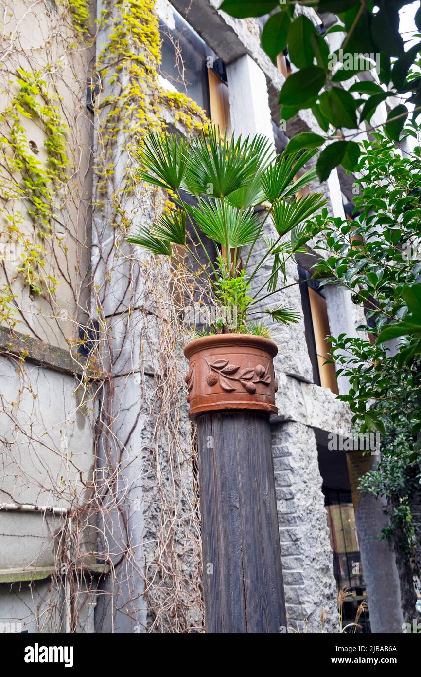 Dettaglio di palma in terracotta decorativa in giardino sul lato della casa a 15 Clerkenwell Chiudi Londra Inghilterra UK KATHY DEWITT Foto Stock