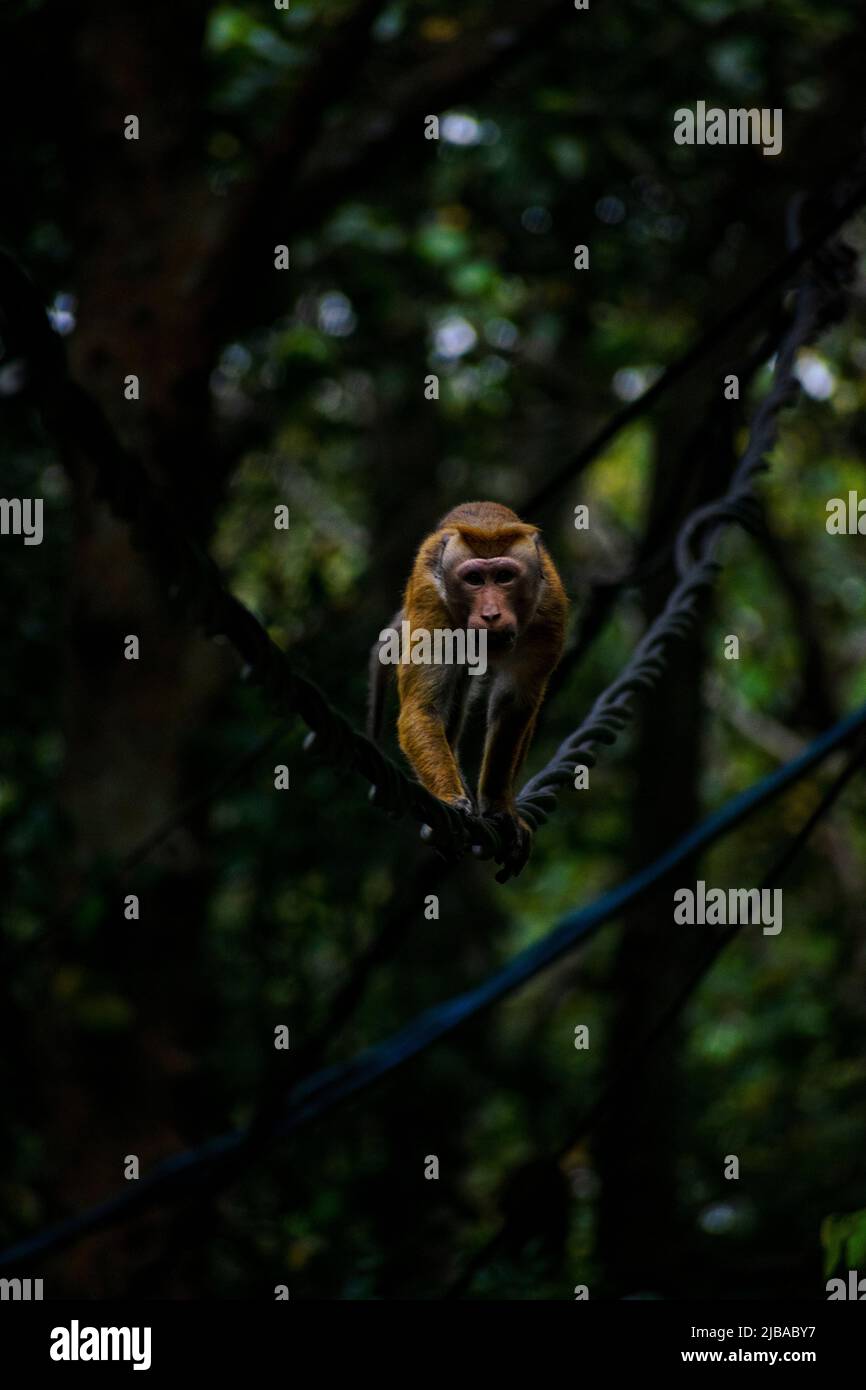 toque macaque fotografia Foto Stock