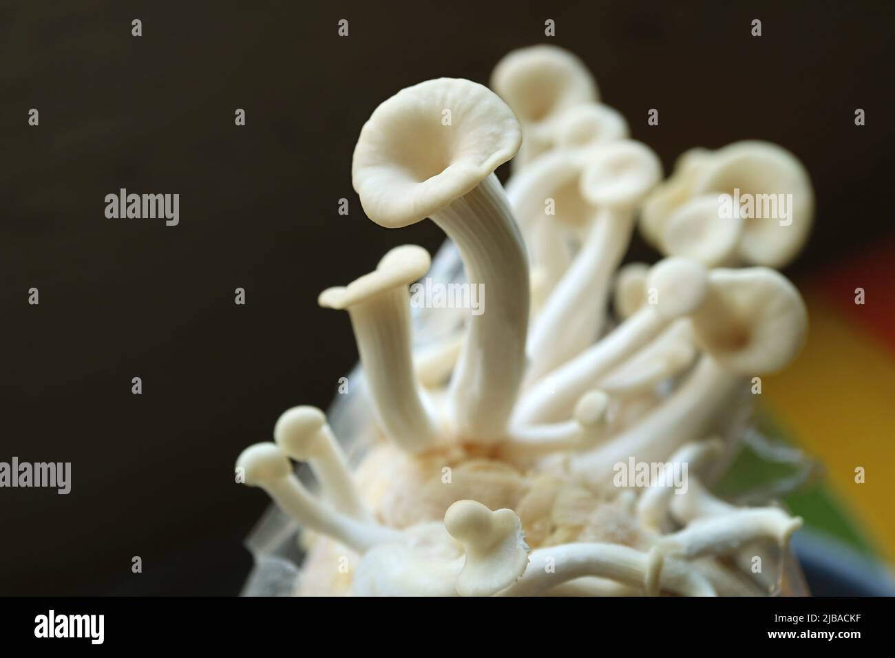 Primo piano di funghi ostriche immaturi in crescita Foto Stock