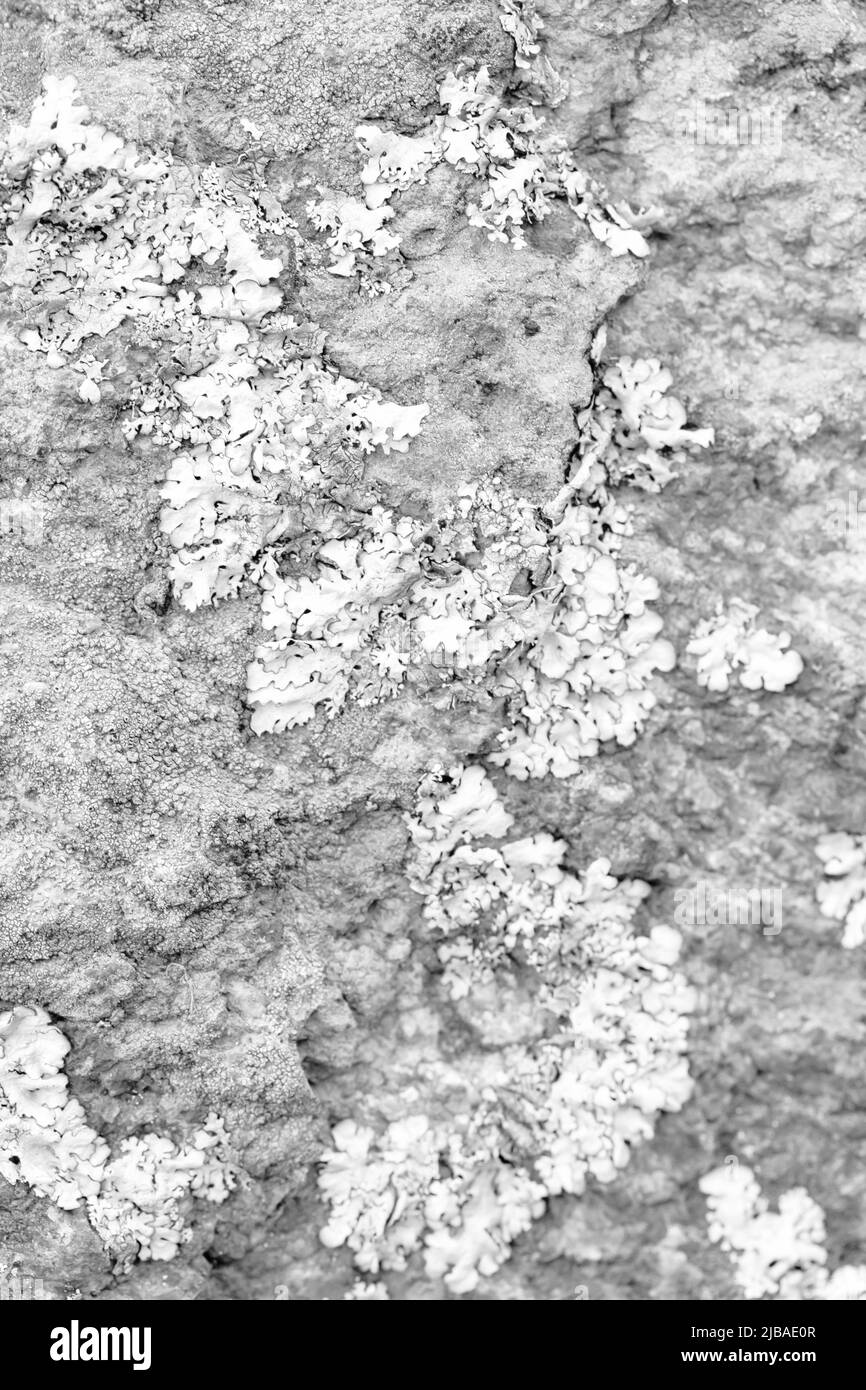 superficie rocciosa con crepe e muschio. bellissimo sfondo in pietra astratta. art banner decorativo con spazio per il testo Foto Stock