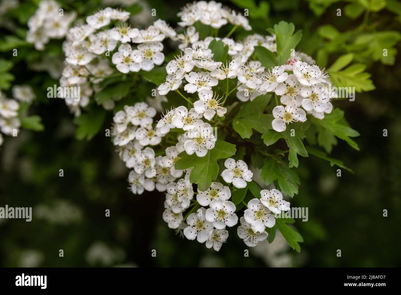 Fiori bianchi di arbusto ornamentale Crataegus monogyna o biancospino da un seme Foto Stock