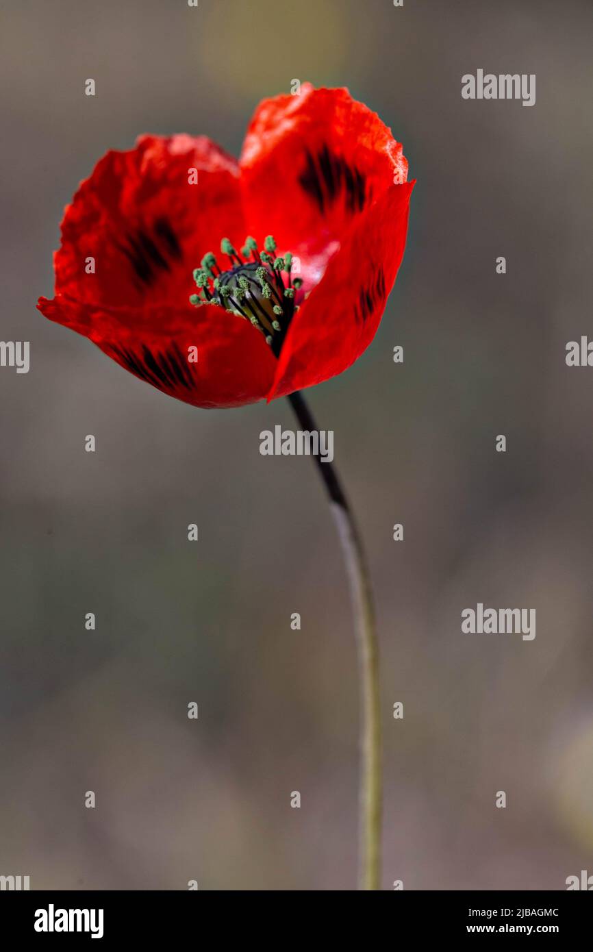 Singolo papavero rosso brillante, fiore di papavero selvatico Foto Stock