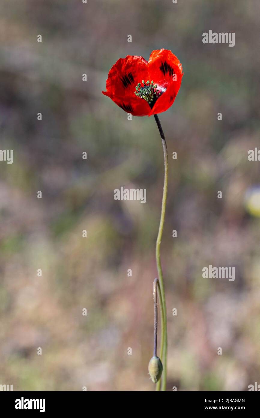 Singolo papavero rosso brillante, fiore di papavero selvatico Foto Stock