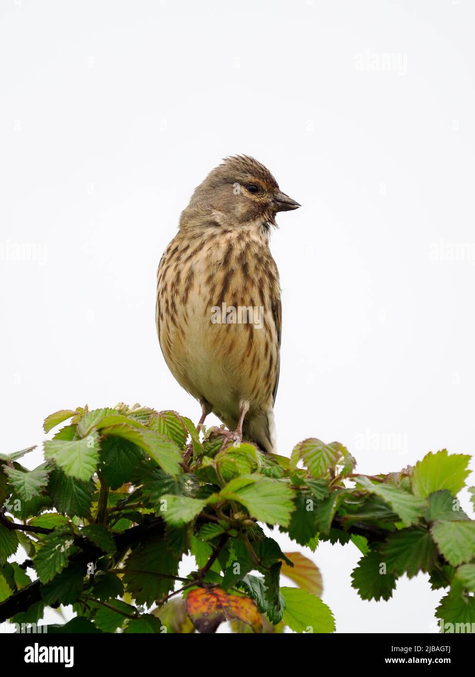 Linnett, Linaria cannabina, uccello singolo sul ramo, Warwickshire, maggio 2022 Foto Stock