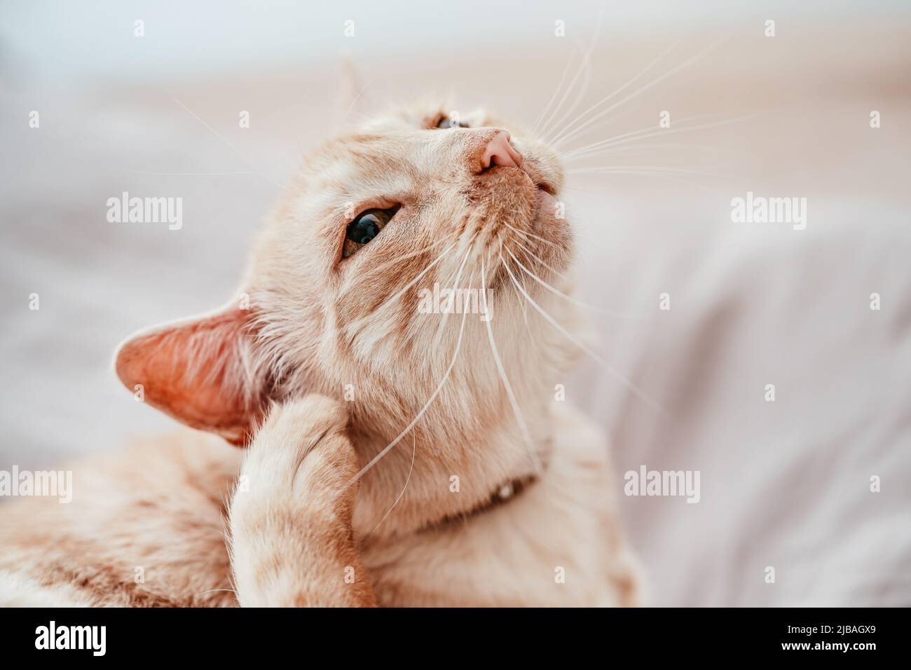 Beige o crema vecchio gatto di colore poggiato sul letto, graffiando l'orecchio Foto Stock