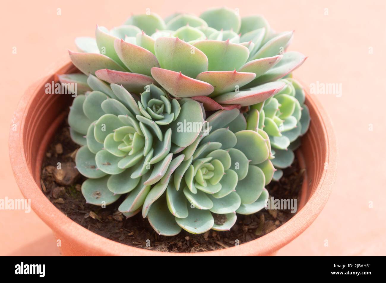 Echeveria elegans (succulente) Foto Stock