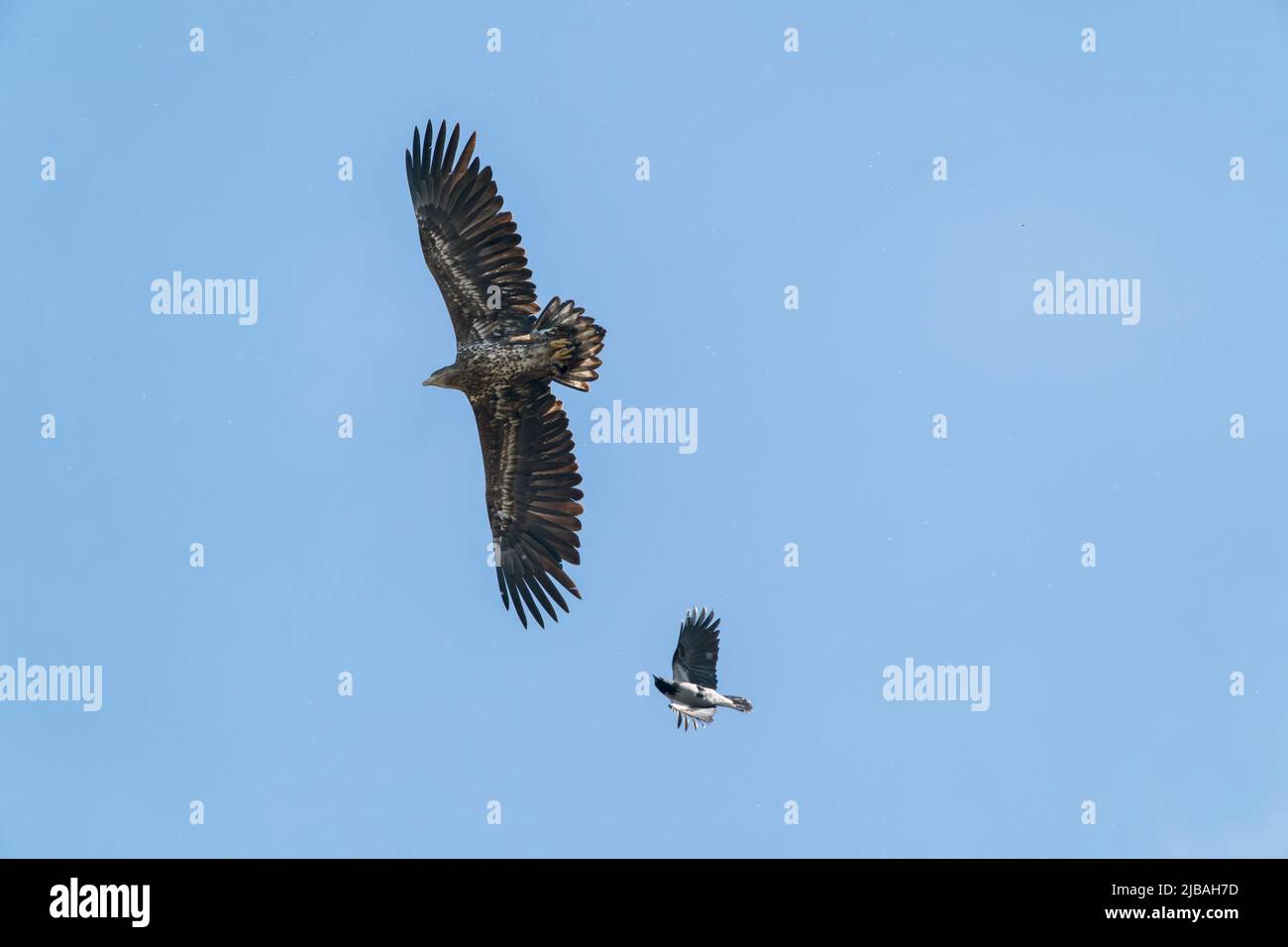 Aquila dalla coda bianca, albicilla di Haliaeetus, uccello giovanile che si innalzano sopra il fiume ed è molestato da corvo uncinato, delta del Danubio, Romania, 27 aprile 2022 Foto Stock