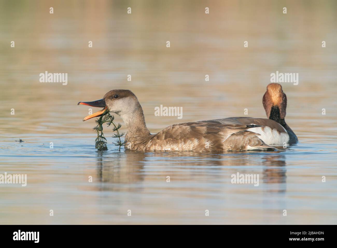 Pochard a cresta rossa, Netta rufina, coppia di adulti che nuotano sull'acqua, delta del Danubio, Romania, 24 aprile 2022 Foto Stock